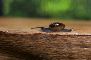 Snail crawling on the wooden floor. Close-up. Shallow depth of field.