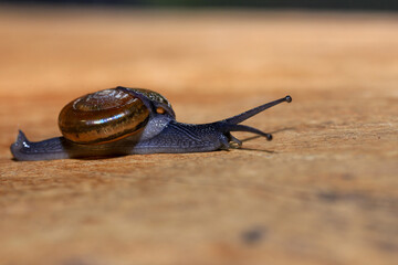 Snail crawling on the wooden floor. Close-up. Shallow depth of field.