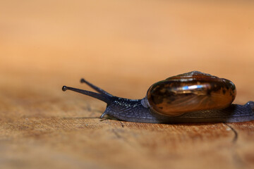Snail crawling on the wooden floor. Close-up. Shallow depth of field.