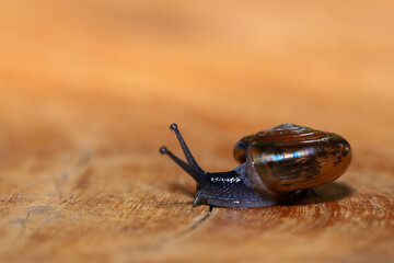 Snail crawling on the wooden floor. Close-up. Shallow depth of field.