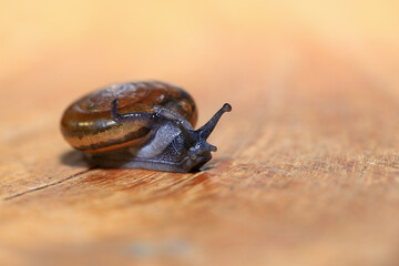 Snail crawling on the wooden floor. Close-up. Shallow depth of field.