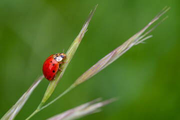 Multicolored Asian Lady Beetle - Harmonia axyridis, beautiful small colored lady beetle from Euroasian meadows and grasslands, Czech Republic.