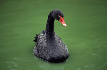 Cygne noir,.Cygnus atratus, Black Swan