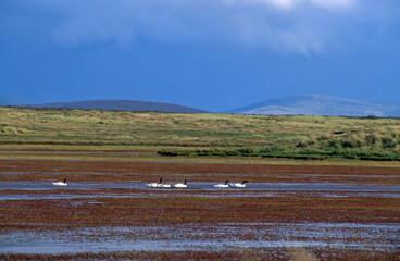Cygne à cou noir,.Cygnus melancoryphus , Black necked Swan,  Iles Falkland, Malouines