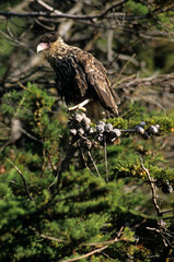 Caracara huppé,.Caracara plancus, Crested Caracara