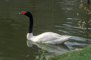 Cygne à cou noir,.Cygnus melancoryphus , Black necked Swan,  Iles Falkland, Malouines