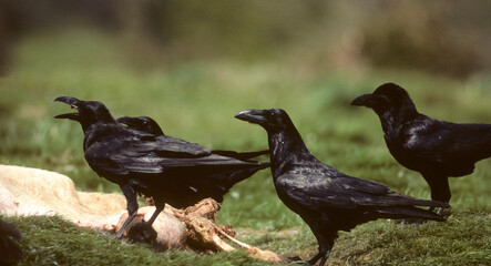 Grand Corbeau,.Corvus corax, Northern Raven
