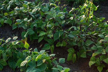 green bean plant in the garden