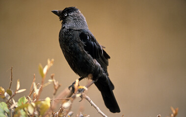 Choucas des tours,  .Coloeus monedula , Western Jackdaw
