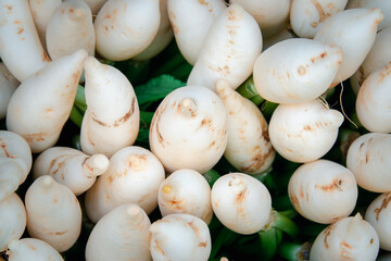 A bunch of white turnips are piled on top of each other. The turnips are all different sizes and shapes, but they all have a similar appearance. Concept of abundance and variety