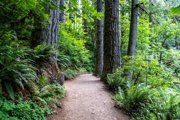 Obraz premium path in the forest