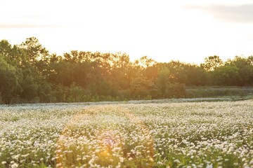 Fototapeta premium Beautiful spring natural landscape of field with flowers