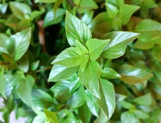 Sweet basil: a species of Ocimum, its botanical name is Ocimum basilicum.