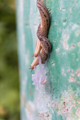 Reproduction mating of two striped slugs limax maximus. Slugs are hanging in the air.