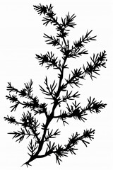 Obraz premium Black and white flat vector art of a juniper branch, svg style, isolated on white background, simple vector art design -