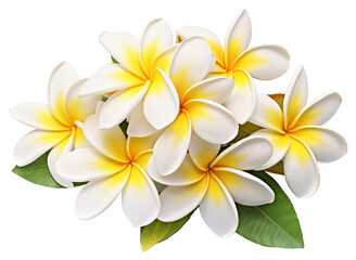 PNG Plumeria flower petal plant.