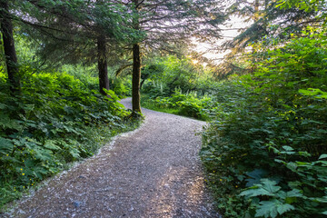 path in the forest
