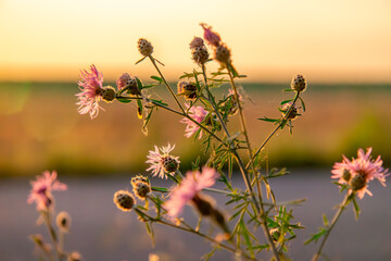Rhineland cornflower growing in a ditch next to a meadow during sunset. flowers illuminated by delicate sunlight on a beautiful summer day.