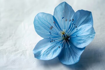 Delicate Blue Flower on Soft Background