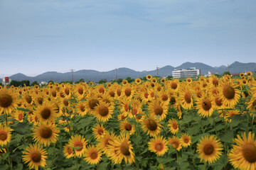 小野ひまわり公園のひまわり