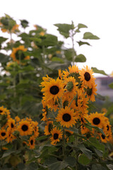 小野ひまわり公園のひまわり