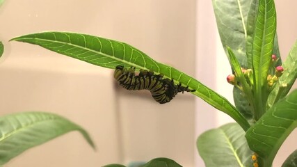 Monarch butterfly caterpillar growing and molting under a Milkweed leaf. Caterpillar changes instar. Metamorphosis concept