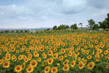 小野ひまわり公園のひまわり