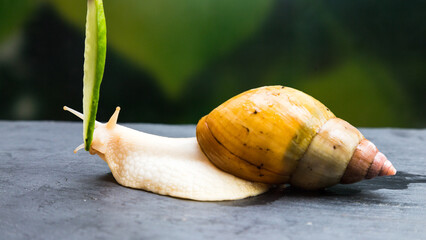 A large snail eats a thin piece of cucumber from a woman’s hand. © ALEXEY