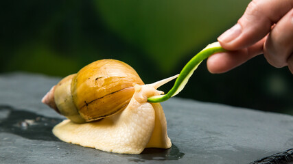 A large snail eats a thin piece cucumber from a woman’s hand. Feeding pets. © ALEXEY