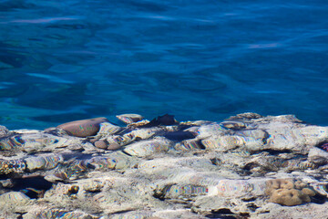 Coral reef at coast of Red Sea, Sharm El Sheikh, Egypt