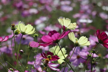 Obraz premium cosmos flowers in the garden