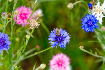 Fototapeta premium Close-up of beautiful blue and pink cornflowers with wasp on a sunny summer day. Photo taken July 24th, 2024, Zurich, Switzerland.