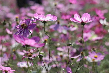 cosmos flowers