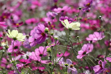 pink flowers cosmos