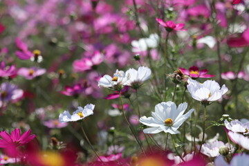 field of flowers cosmos