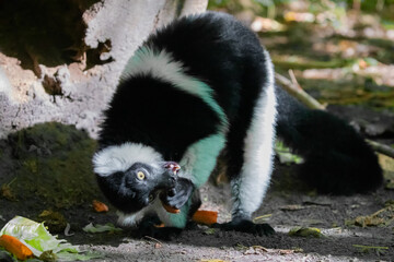 Fototapeta premium Black and white Ruffed Lemur closeup