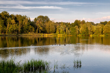 Light of the golden hour over the pond