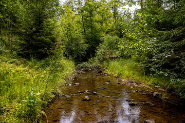 Landscape on the Olza River amidst the forest