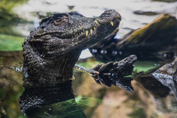 Caiman in the water. The yacare caiman Caiman yacare