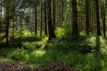 Forest landscape among beautiful greenery