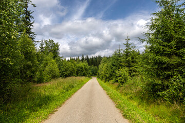Road among grass and trees towards horizon with sky with beautiful white clouds
