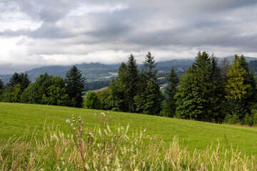 View of meadow and trees with misty hills in the background