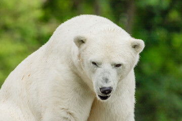 Polar Bear takes a rest