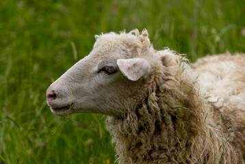 Portrait photo of a sheep in a meadow