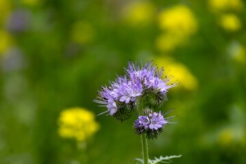 Purple phacelia flowers on the background of yellow meadow flowers