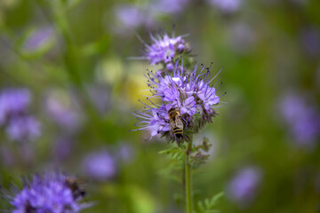 Purple phacelia flowers on the background of yellow meadow flowers