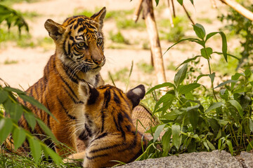 Tiger cubs playing with his mother,sumatra tiger Panthera tigris