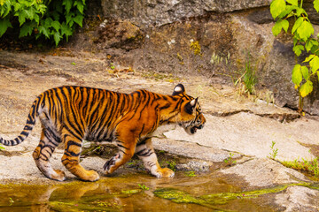 Sumatran tiger family with two little cubs
