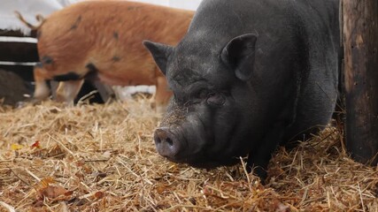 Side view of a large black pig Vietnamese pot-bellied pig in a pigsty on a farm