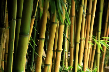 Obraz premium bamboo forest background